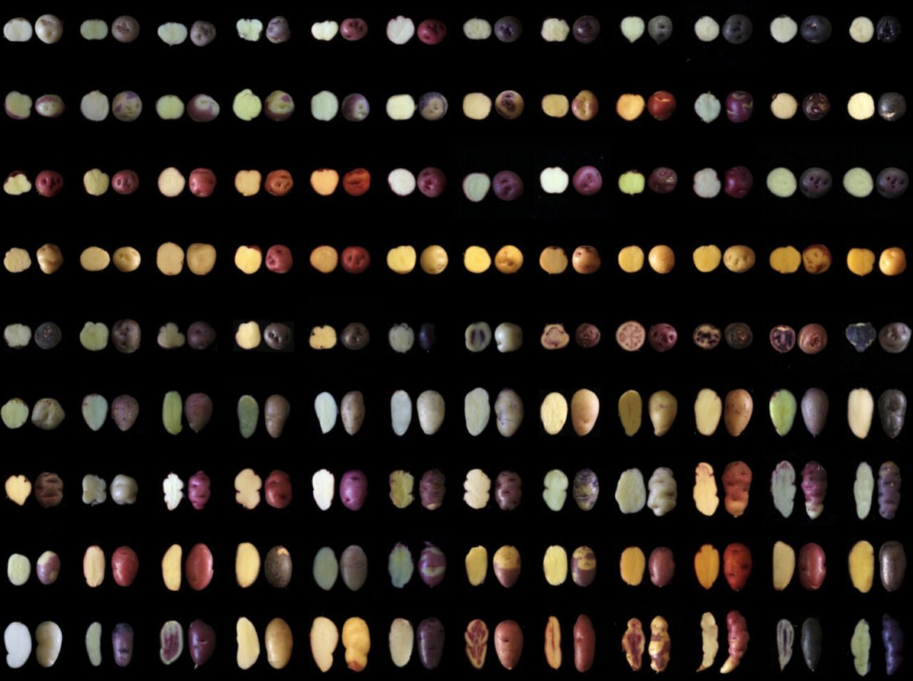 Diversity Tuber Of Wild And Cultivated Potatoes